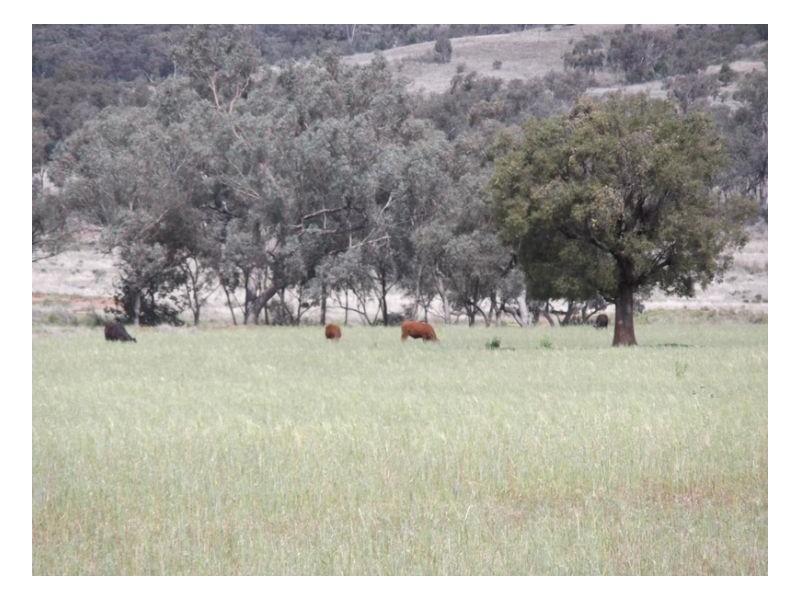 NORTH LONOU, Somerton NSW 2340