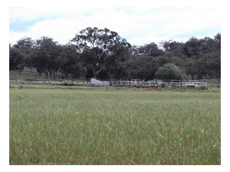 NORTH LONOU, Somerton NSW 2340