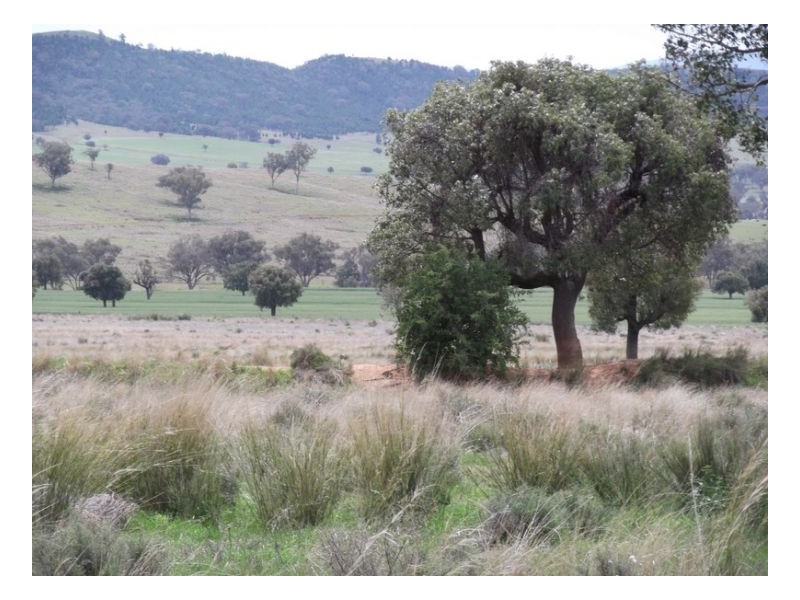 NORTH LONOU, Somerton NSW 2340