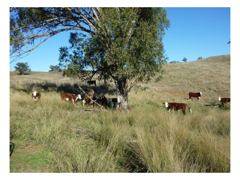 JUMP UP ROAD – Barraba, Tamworth NSW 2340