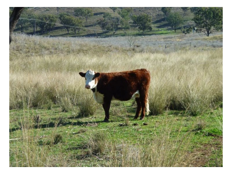 JUMP UP ROAD – Barraba, Tamworth NSW 2340