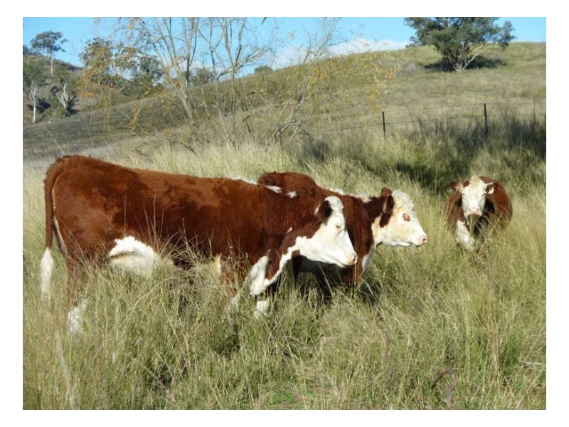 JUMP UP ROAD – Barraba, Tamworth NSW 2340