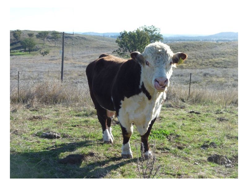 JUMP UP ROAD – Barraba, Tamworth NSW 2340