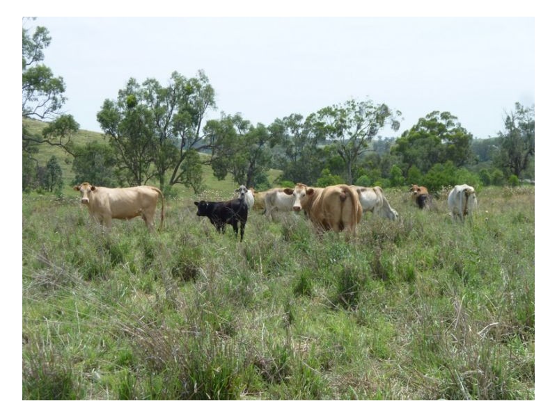 BROWNING VALE – Lot 1 – Manilla, Tamworth NSW 2340