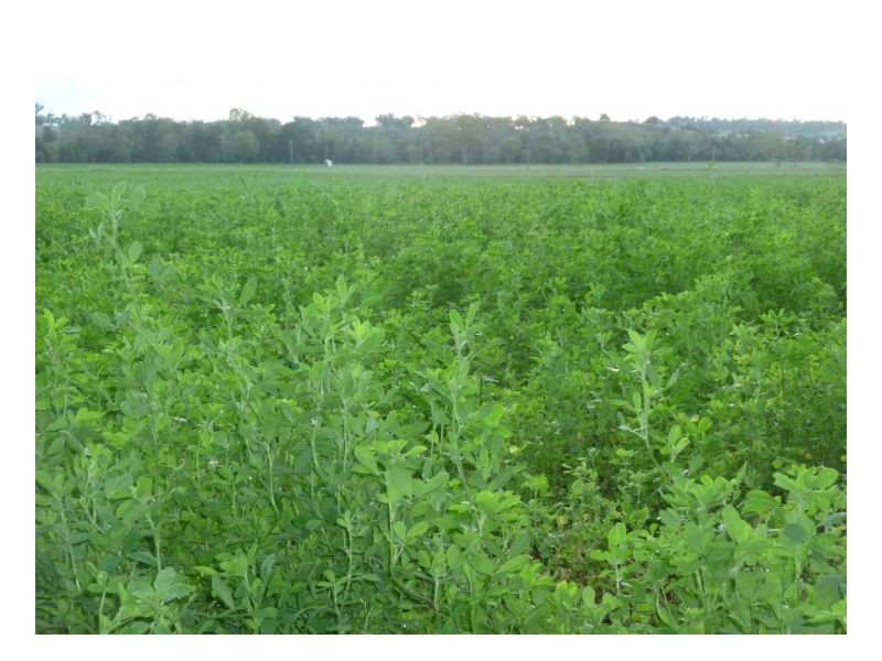 KERMIL PARK, Tamworth NSW 2340