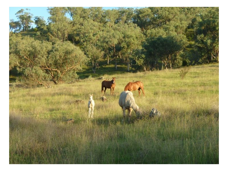 KERMIL PARK, Tamworth NSW 2340