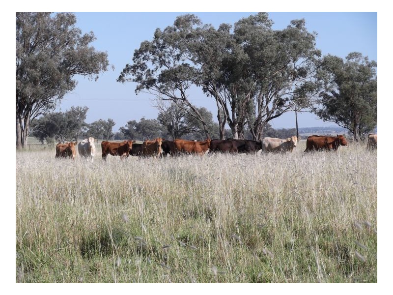 FARLANDS – Bithramere, Tamworth NSW 2340