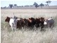 FARLANDS – Bithramere, Tamworth NSW 2340