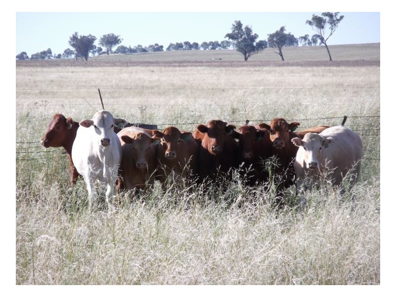 FARLANDS – Bithramere, Tamworth NSW 2340
