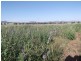 FARLANDS – Bithramere, Tamworth NSW 2340