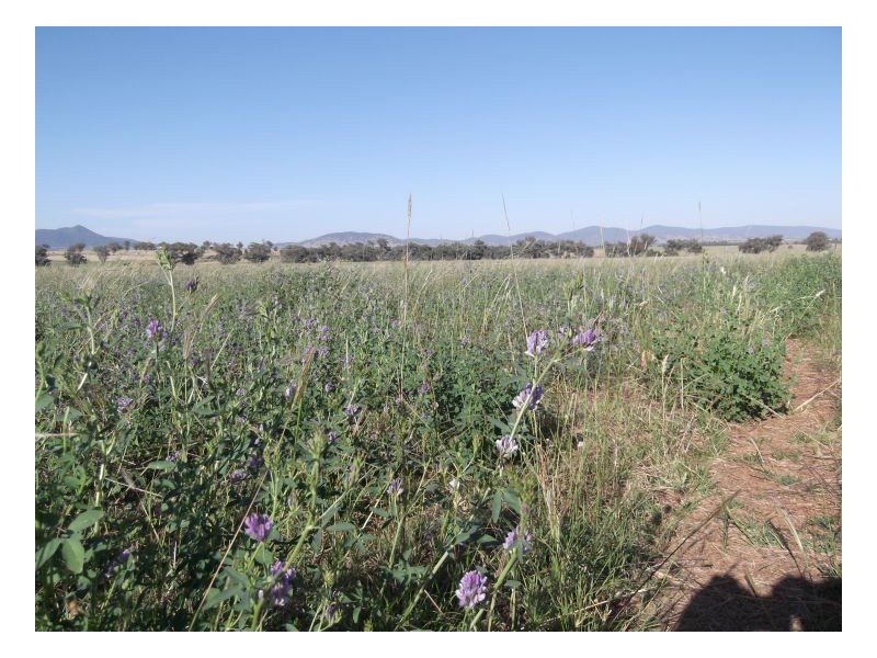 FARLANDS – Bithramere, Tamworth NSW 2340