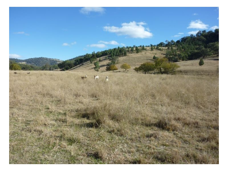 CARBEAN – Manilla, Tamworth NSW 2340