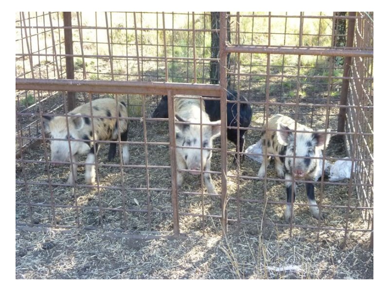 CARBEAN – Manilla, Tamworth NSW 2340