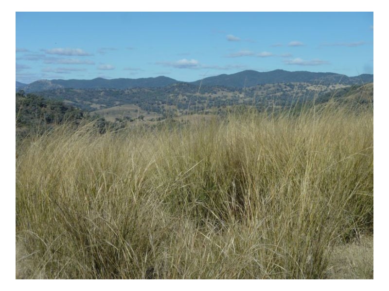 CARBEAN – Manilla, Tamworth NSW 2340