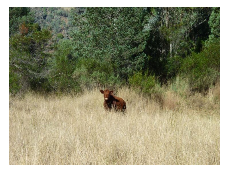 CARBEAN – Manilla, Tamworth NSW 2340