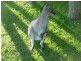 HOME BASED BUSINESS, Bandon Grove NSW 2420