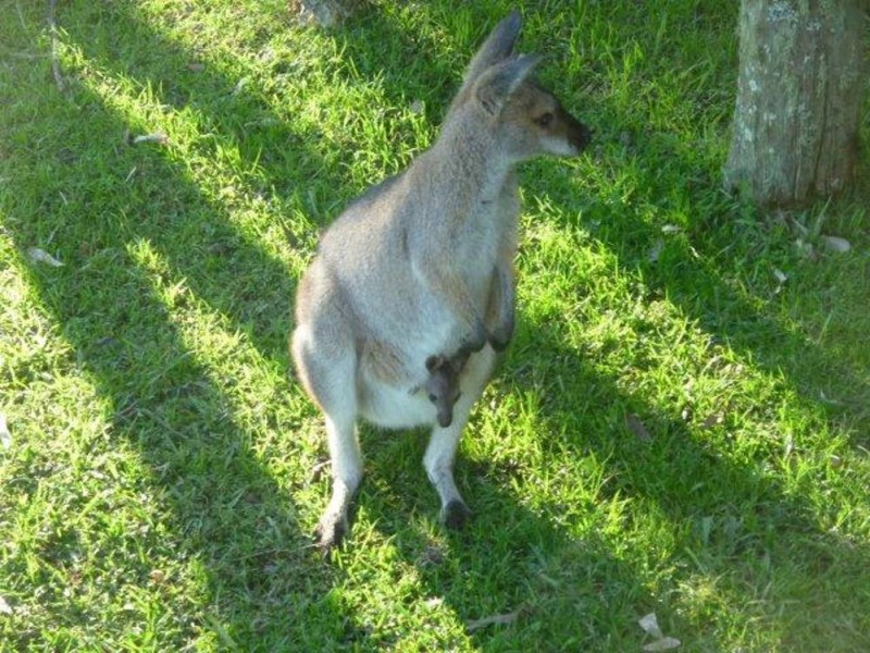 HOME BASED BUSINESS, Bandon Grove NSW 2420