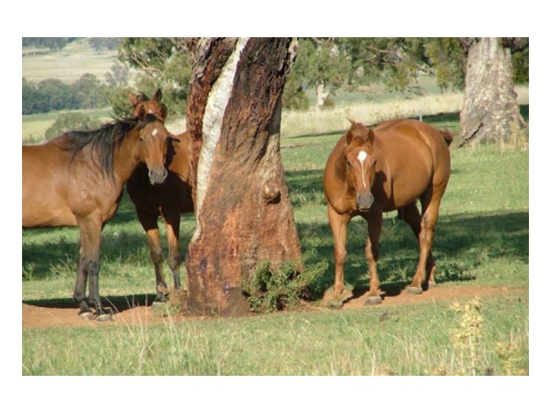 VEGA VALE – Upper Manilla, Tamworth NSW 2340