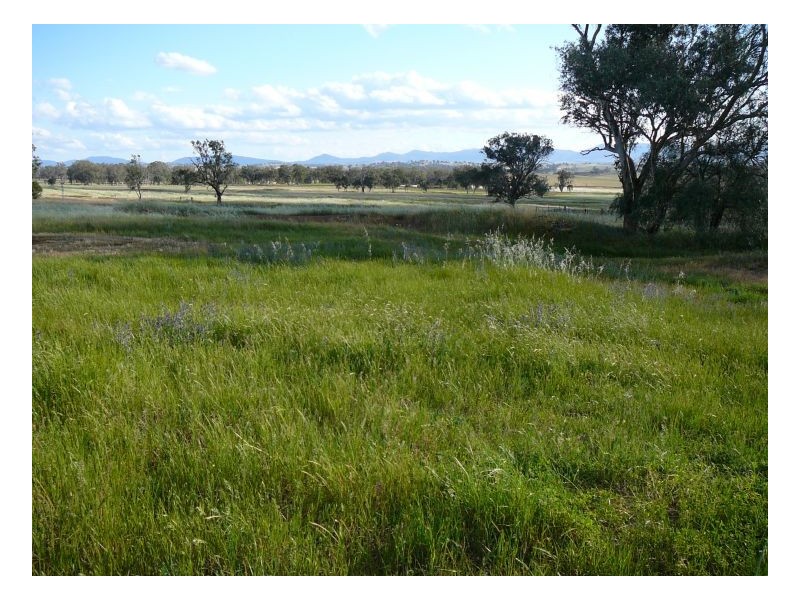 LOMBARDY, Tamworth NSW 2340