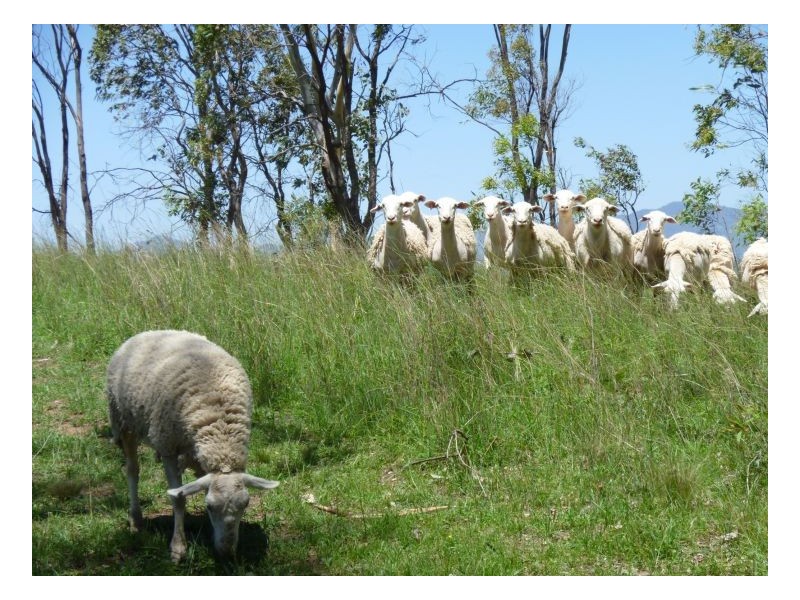 LOMBARDY, Tamworth NSW 2340