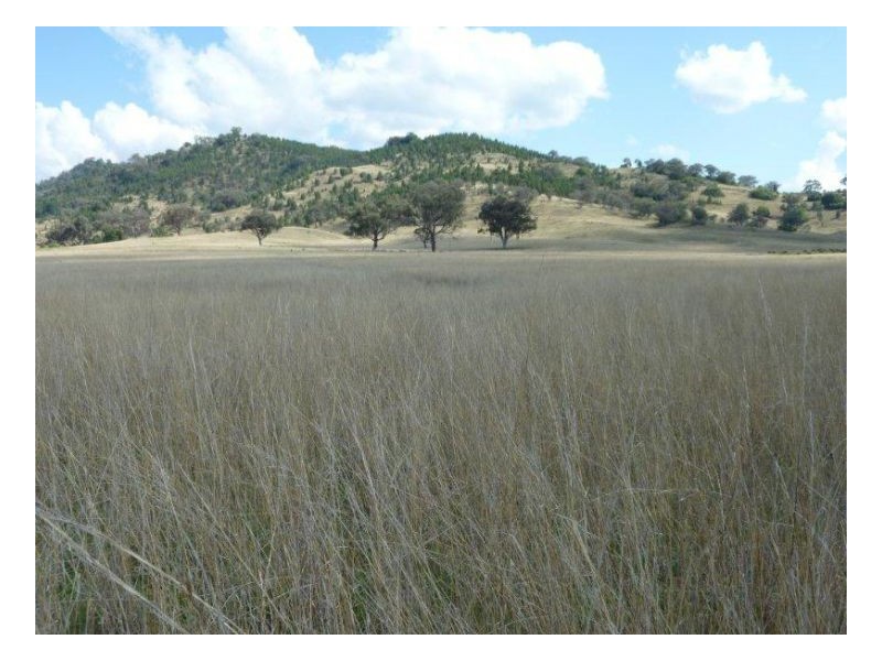 CURRA ACRES – Currabubula, Tamworth NSW 2340