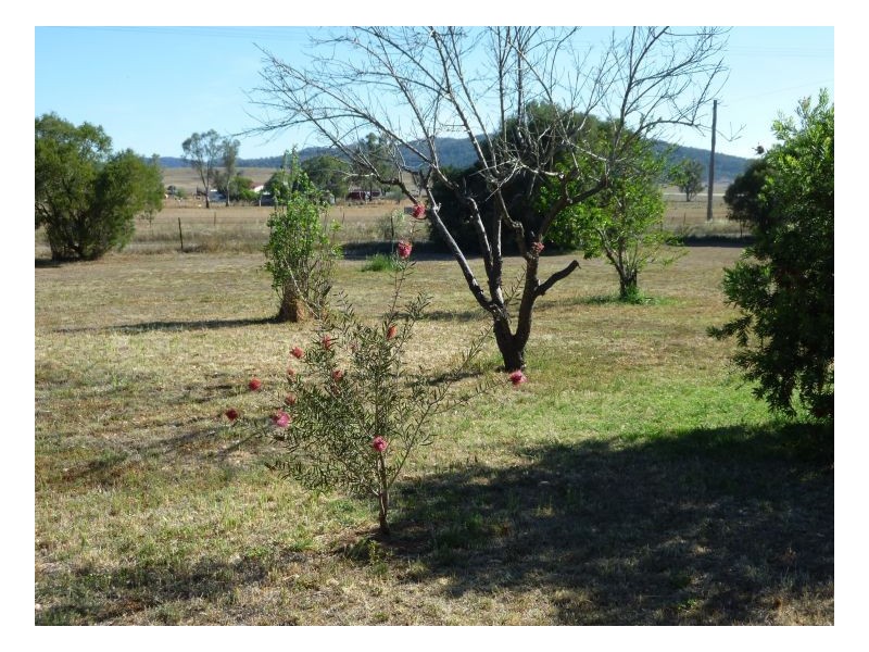 LEVANTIL – Somerton, Tamworth NSW 2340