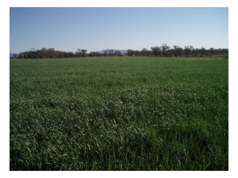 DANALIE – Warral, Tamworth NSW 2340