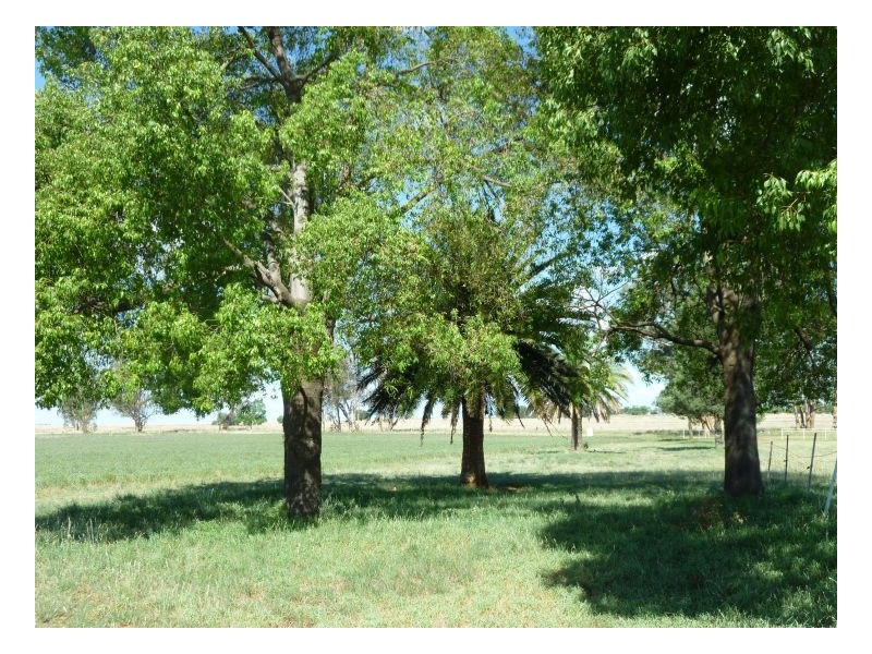 DANALIE – Warral, Tamworth NSW 2340