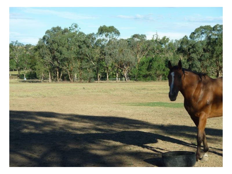 IMPALA – Warral, Tamworth NSW 2340