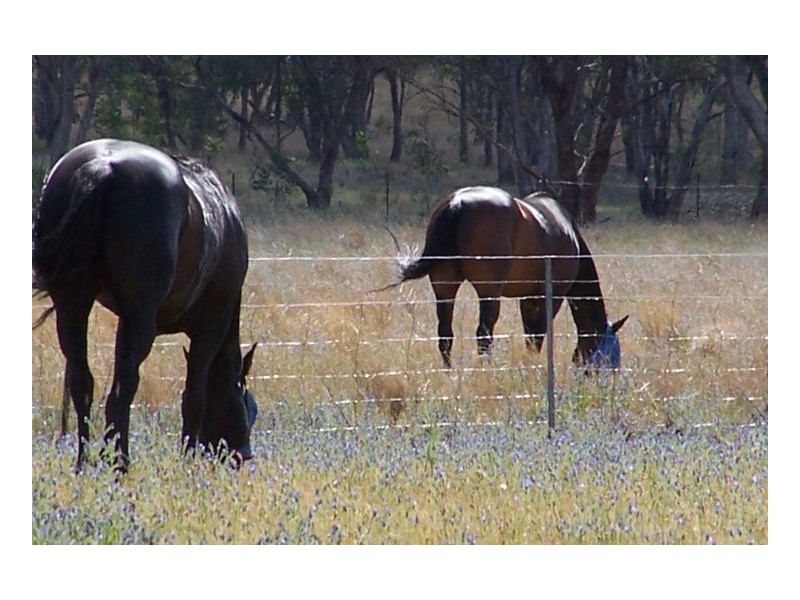 CURRAWONG – Moore Creek, Tamworth NSW 2340