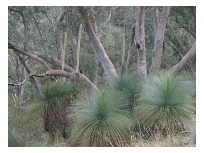 CURRAWONG – Moore Creek, Tamworth NSW 2340