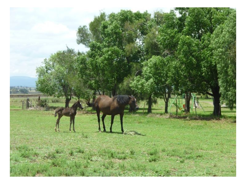 Tamworth NSW 2340