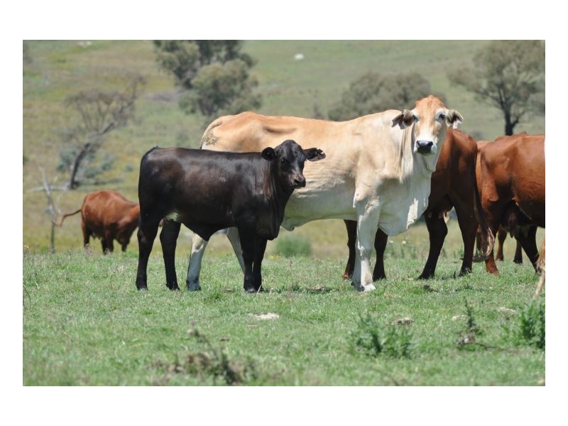 Tamworth NSW 2340