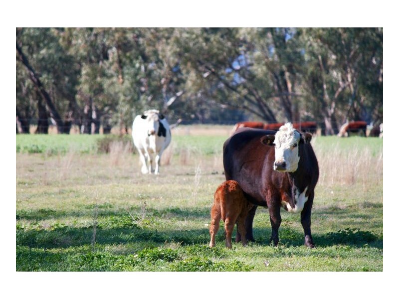 KURRAJONG – Attunga, Tamworth NSW 2340