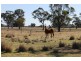 GROVEWOOD, Gunnedah NSW 2380