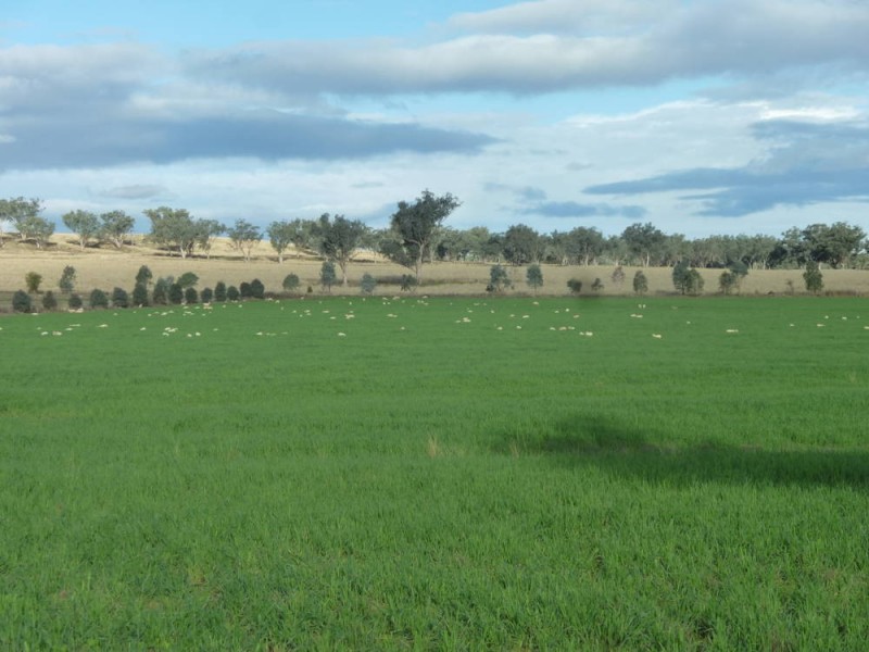 ROSEVILLE PARK, Tamworth NSW 2340