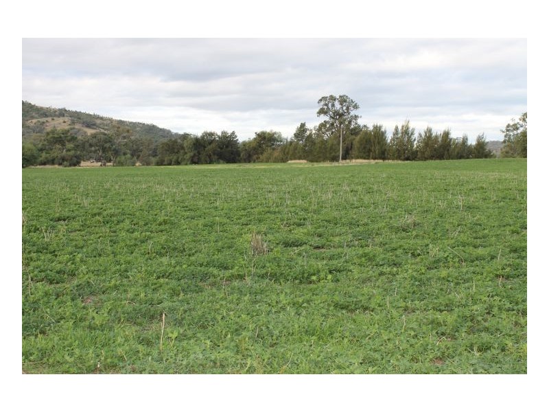 PIALLAWAY – Currabubula, Tamworth NSW 2340