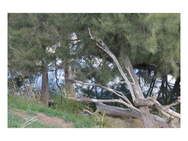 PIALLAWAY – Currabubula, Tamworth NSW 2340