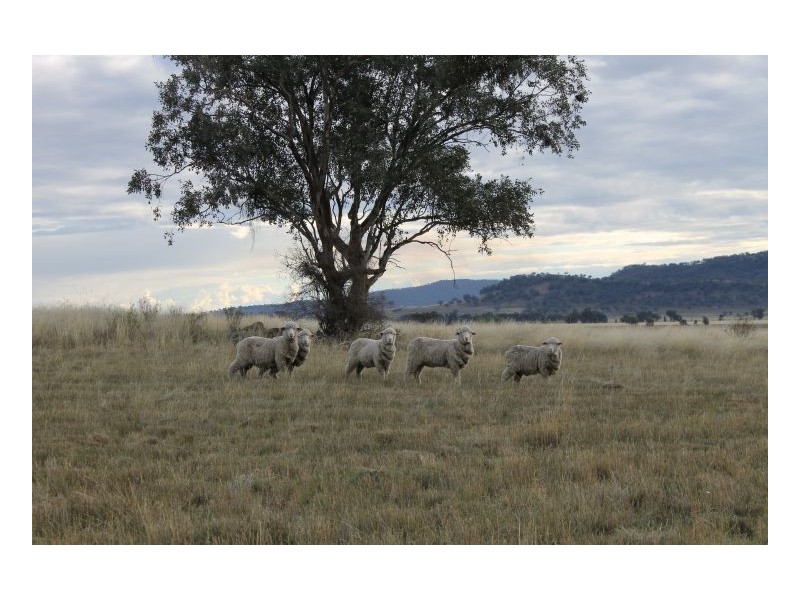 PIALLAWAY – Currabubula, Tamworth NSW 2340