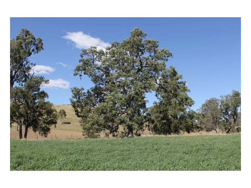 CLYDESDALE – Wallabadah, Tamworth NSW 2340