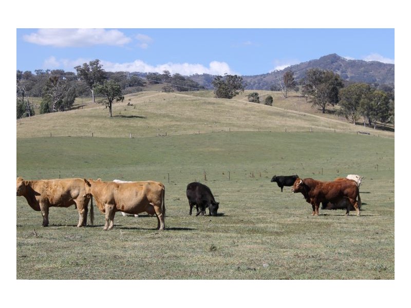 CLYDESDALE – Wallabadah, Tamworth NSW 2340