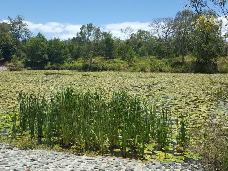 11 Rachow Street, Thornlands QLD 4164