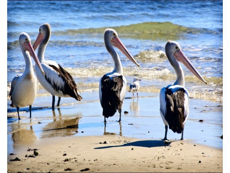 23P 32 Middle Street, Cleveland QLD 4163