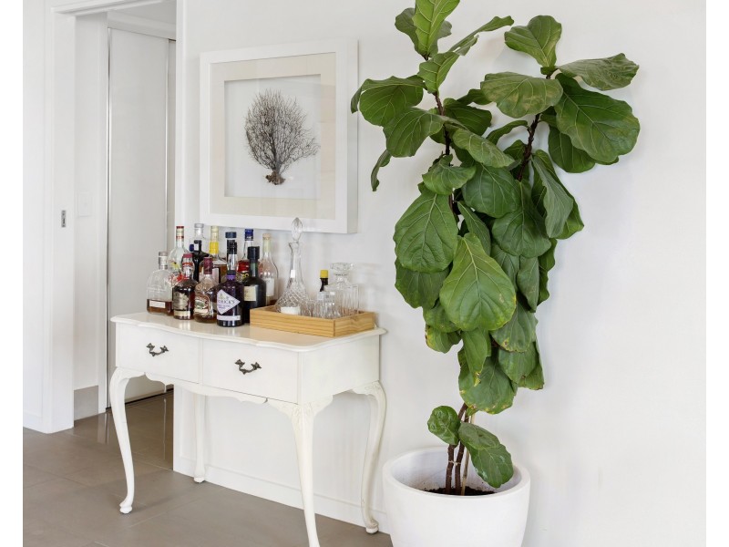 17/1049 Wynnum Road, Cannon Hill QLD 4170