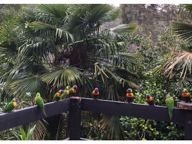 16 Wedgewood Avenue, Belgrave VIC 3160