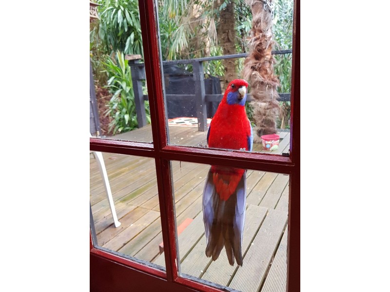 16 Wedgewood Avenue, Belgrave VIC 3160