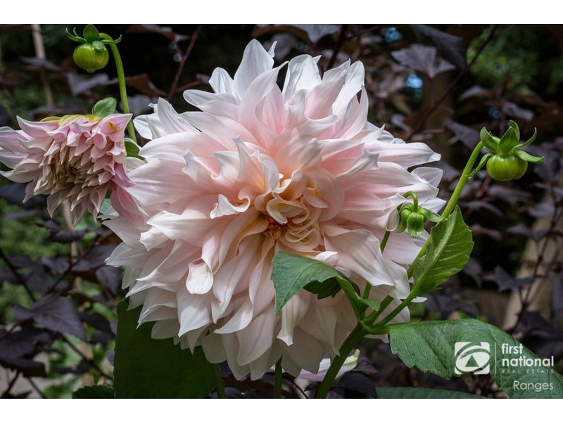 2 Victoria Grove, Ferny Creek VIC 3786