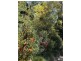 41 Fairy Dell Road, Tecoma VIC 3160