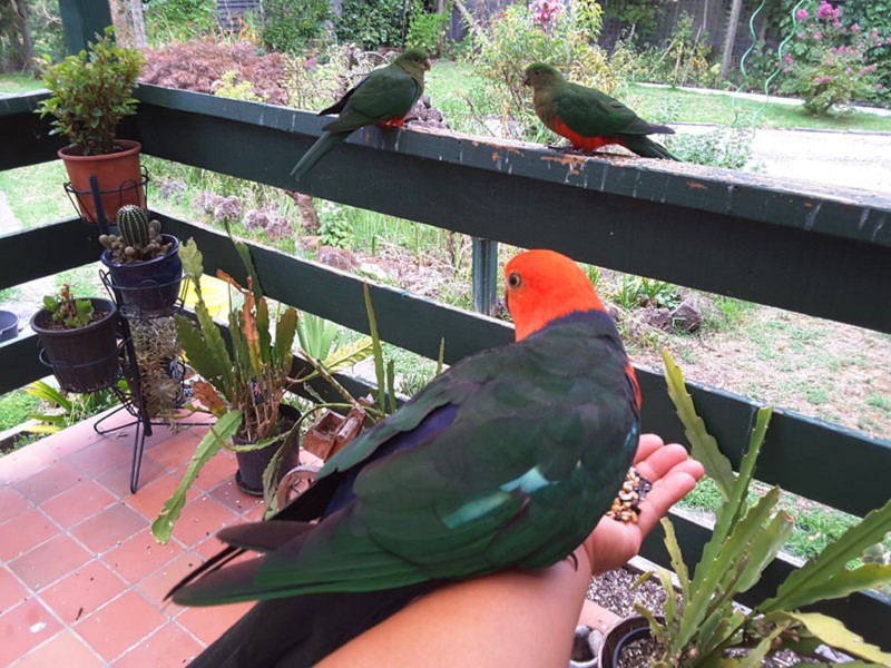 16 Lockwood Road, Belgrave Heights VIC 3160