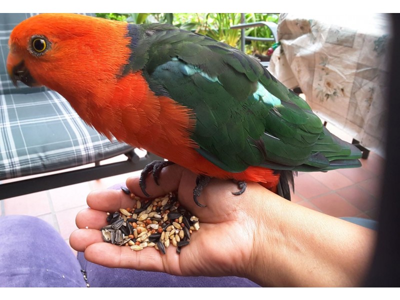 16 Lockwood Road, Belgrave Heights VIC 3160